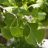 Ginkgo biloba páfrányfenyő jellegzetes zöld legyező alakú levelei közelről
