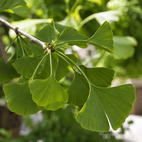 Ginkgo biloba páfrányfenyő jellegzetes zöld legyező alakú levelei közelről