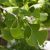 Ginkgo biloba páfrányfenyő jellegzetes zöld legyező alakú levelei közelről