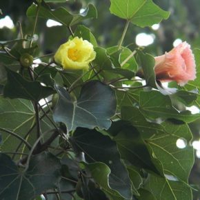 Thespesia populnea - Indián tulipánfa - 5db mag/csomag