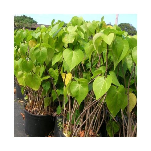 Thespesia populnea - Indián tulipánfa - 5db mag/csomag