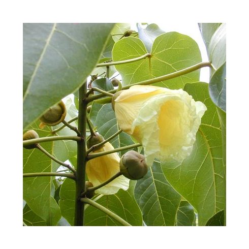 Thespesia populnea - Indián tulipánfa - 5db mag/csomag