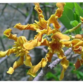 Strophanthus boivinii - 5db mag/csomag