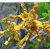Strophanthus boivinii - 5db mag/csomag