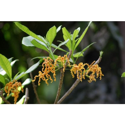 Strophanthus boivinii - 5db mag/csomag