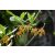 Strophanthus boivinii - 5db mag/csomag