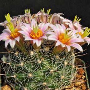 Mammillaria insularis - 5db mag/csomag