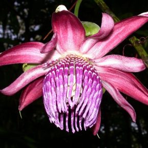 Passiflora ambigua - 5db mag/csomag