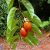 Passiflora ambigua - 5db mag/csomag