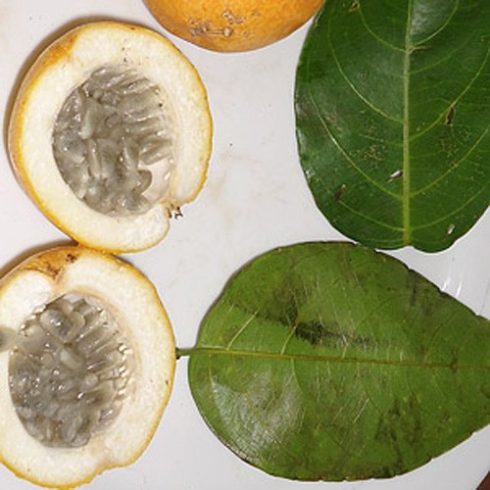 Passiflora ambigua - 5db mag/csomag