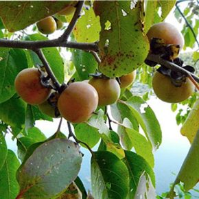 Diospyros virginiana - Virginiai szilva - 4db mag/csomag 