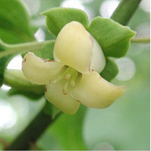 Diospyros virginiana - Virginiai szilva - 4db mag/csomag 