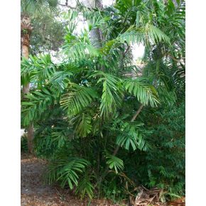   Hydriastele wendlandiana - Wendland's Nymph Palm - 5pcs seeds/packet - goldenpalm.hu