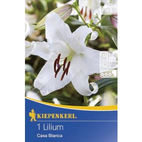 Nagy virágú fehér liliom - Casa Blanca - Virághagyma