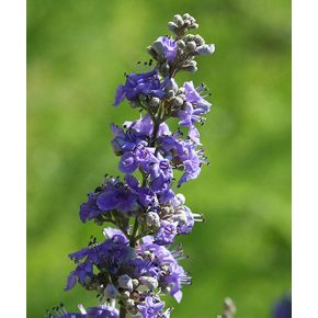   Vitex agnus-castus - Illatos barátcserje - 5db mag/csomag - goldenpalm.hu