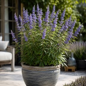   Vitex agnus-castus - Illatos barátcserje - 5db mag/csomag - goldenpalm.hu