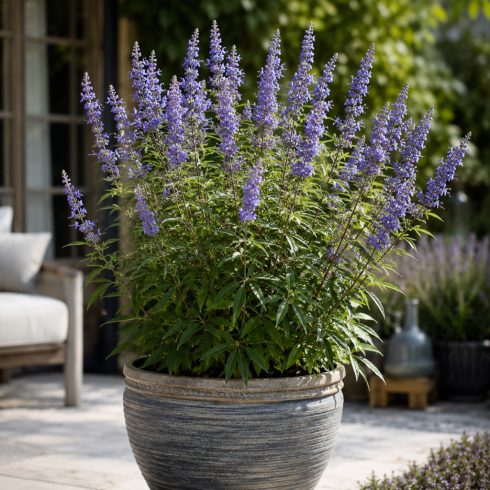 Vitex agnus-castus - Illatos barátcserje - 5db mag/csomag - goldenpalm.hu
