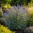   Vitex agnus-castus - Illatos barátcserje - 5db mag/csomag - goldenpalm.hu