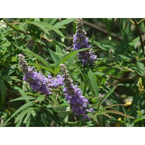 Vitex agnus-castus - Illatos barátcserje - 5db mag/csomag - goldenpalm.hu
