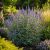 Vitex agnus-castus - Illatos barátcserje - 5db mag/csomag - goldenpalm.hu