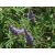 Vitex agnus-castus - Illatos barátcserje - 5db mag/csomag - goldenpalm.hu