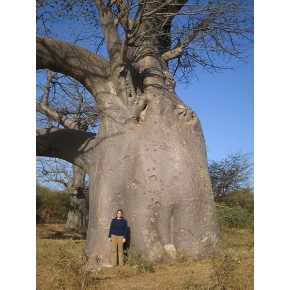 Adansonia digitata - Majomkenyérfa - 5db mag/csomag