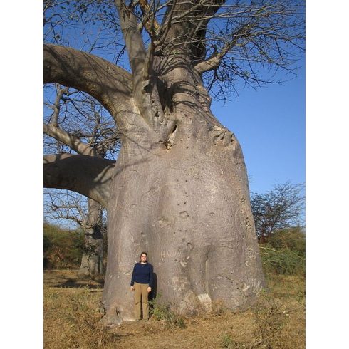 Adansonia digitata - Majomkenyérfa - 5db mag/csomag