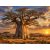 Adansonia digitata afrikai majomkenyérfa látványos naplementében a szavannán