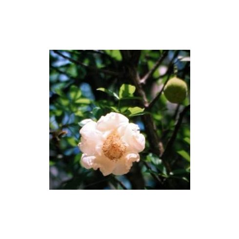 Adansonia digitata - Majomkenyérfa - 5db mag/csomag