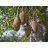 Adansonia digitata afrikai majomkenyérfa érett baobab termései az ágakon