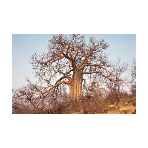 Adansonia digitata - Majomkenyérfa - 5db mag/csomag