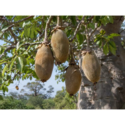 Adansonia digitata afrikai majomkenyérfa érett baobab termései az ágakon