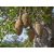 Adansonia digitata afrikai majomkenyérfa érett baobab termései az ágakon