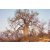 Adansonia digitata - Majomkenyérfa - 5db mag/csomag