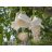 Adansonia digitata baobab fehér lecsüngő virágai közelről