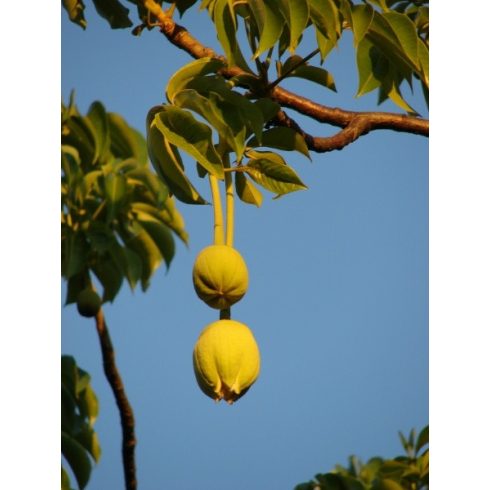 Adansonia digitata - Majomkenyérfa - 5db mag/csomag