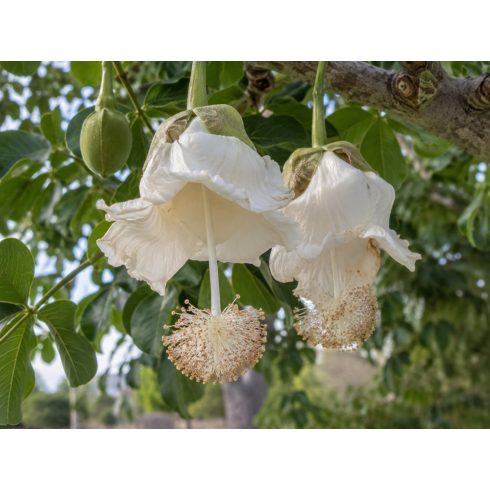 Adansonia digitata baobab fehér lecsüngő virágai közelről