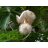Adansonia digitata - Majomkenyérfa - 5db mag/csomag