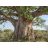 Adansonia digitata afrikai majomkenyérfa természetes szavannai élőhelyén