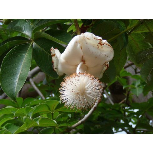 Adansonia digitata - Majomkenyérfa - 5db mag/csomag