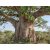 Adansonia digitata afrikai majomkenyérfa természetes szavannai élőhelyén