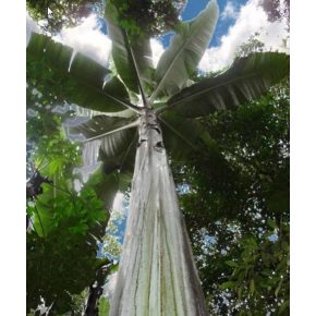 Musa ingens - Óriás felföldi banán - 2db mag/csomag