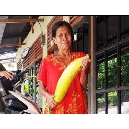 Musa ingens - Óriás felföldi banán - 2db mag/csomag