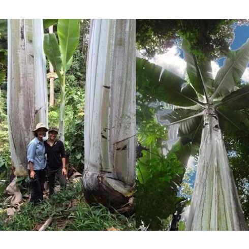 Musa ingens - Óriás felföldi banán - 2db mag/csomag