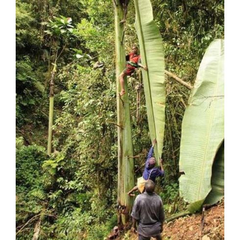 Musa ingens - Óriás felföldi banán - 2db mag/csomag