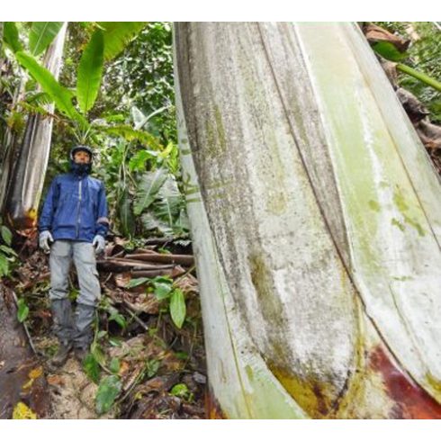 Musa ingens - Óriás felföldi banán - 2db mag/csomag