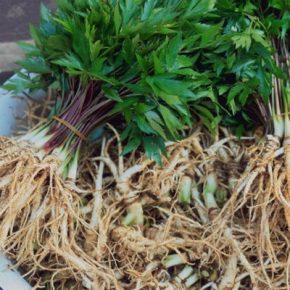 Panax ginseng - Valódi ginzeng - 5db mag/csomag