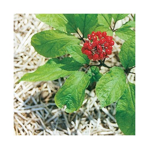 Panax ginseng - Valódi ginzeng - 5db mag/csomag