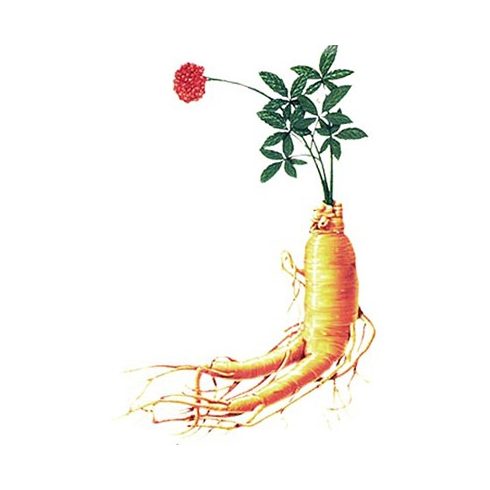 Panax ginseng - Valódi ginzeng - 5db mag/csomag