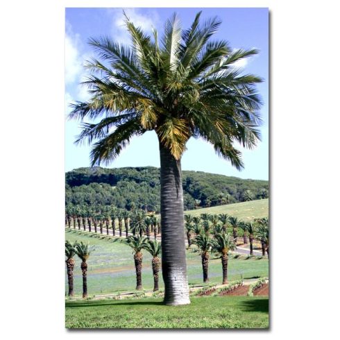 Jubaea chilensis - Chilean Wine Palm - 5pcs seeds/packet - goldenpalm.hu